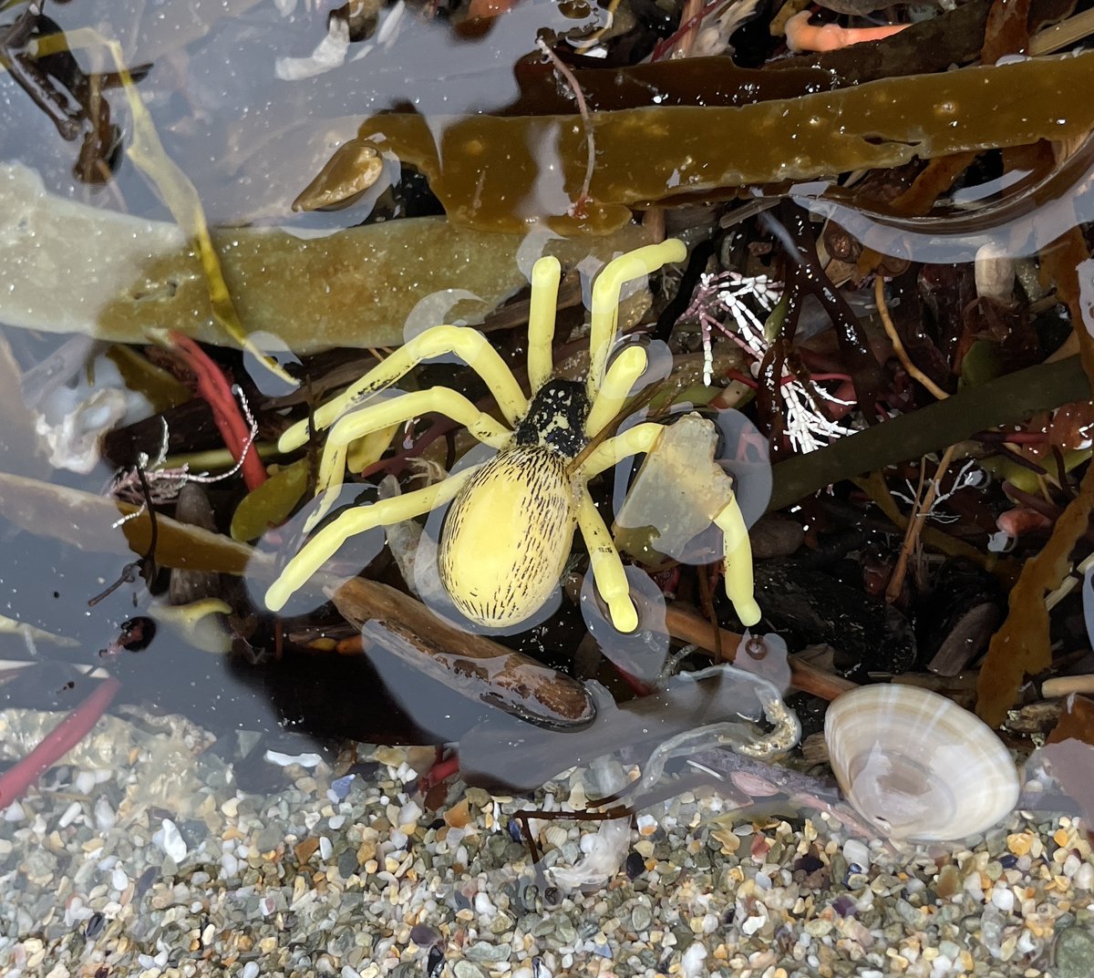 Rockpooling in the Anthropocene. Spider from this morning.