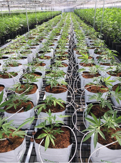 CannaMix De Pelemix
En los últimos años, cada vez más países han aprobado el cultivo de plantas de #Cannabis con fines médicos y recreativos.
Aprende con nosotros cuales son los mejores métodos de cultivo.
pelemix.com/mjot/