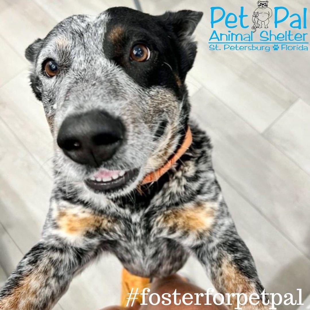 Pet Pal Shelter (@PetPalStPete) / Twitter Pet Pal Shelter (@PetPalStPete) / Twitter