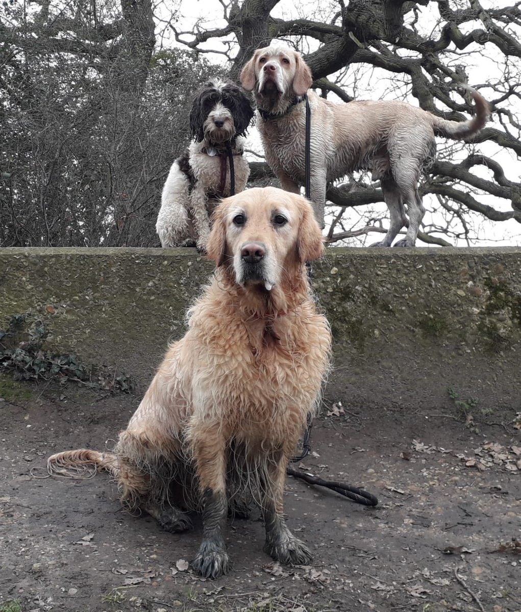 We mean business - it is middle distance Thursday after all #dogsoftwitter #goldenretriever #cockapoo