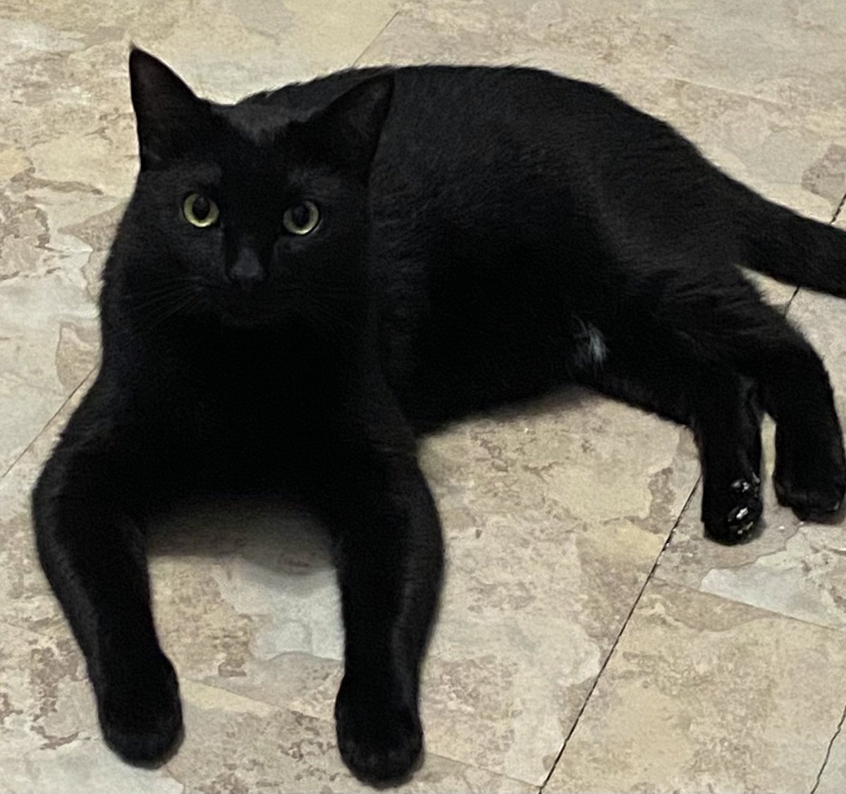 munchie & marley 🐾 tweet media