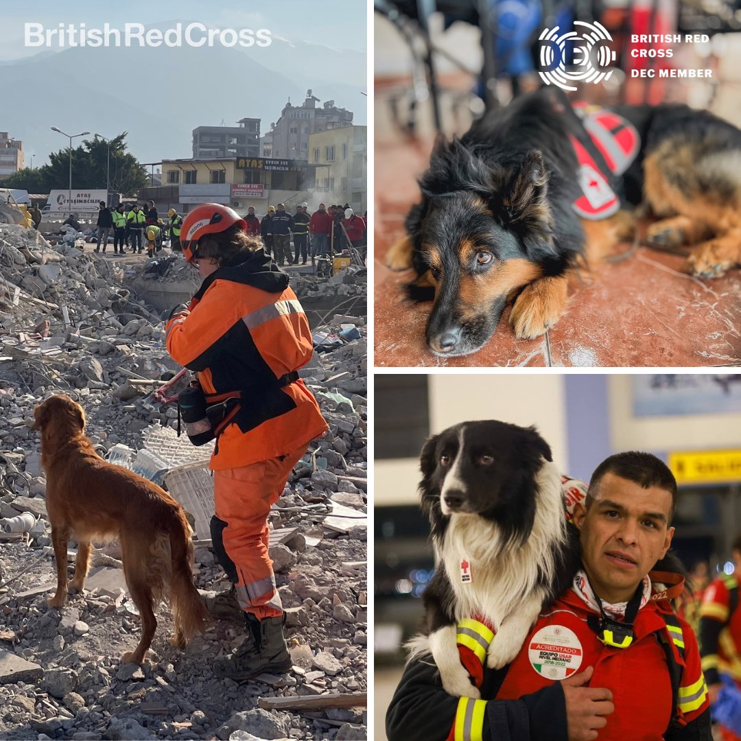 BritishRedCross's tweet photo. Did you know that Red Cross teams often use highly trained dogs to help with search &amp; rescue response?

@CruzRoja_MX recently travelled to Türkiye with their dogs, to help emergency teams find survivors of the devastating earthquake.

Please donate today: https://t.co/ZaOKx6QUse https://t.co/4JSaa7MnBU
