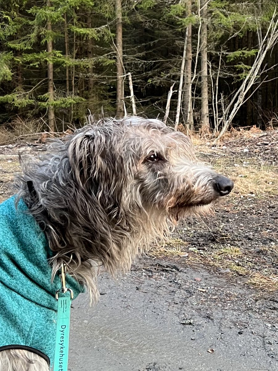 Noah is dreaming of running in the woods. And envious at Nanna who gets to do it now. #dogsoftwitter #deerhound #scottishdeerhound