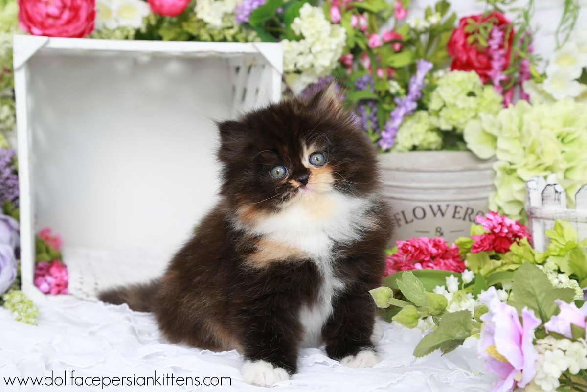 dollfacekittens's tweet photo. Who is ready for #spring? https://t.co/3akANGJiUg