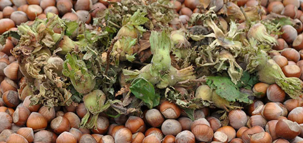 HazelnutStore tweet picture