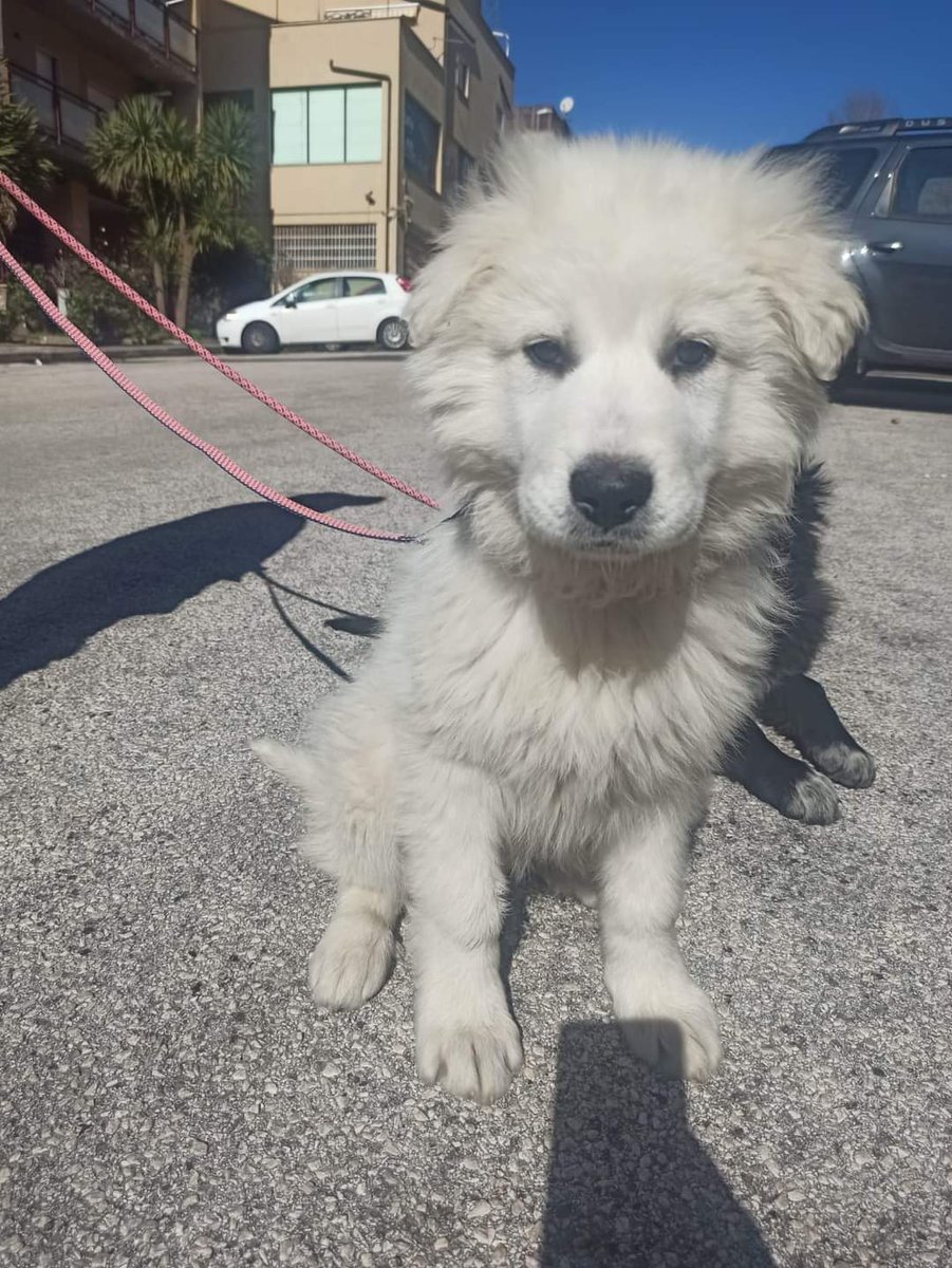 ciceronemio's tweet photo. Nuvola presunta data di nascita 8/12/22, sverminata, vaccinata microchippata raggiunge la famiglia adottiva anche centro nord! Si cerca adozione da farla vivere da principessa ❤️🙏😊x info 327 14 99 124 https://t.co/Yg4Cs9LQa1