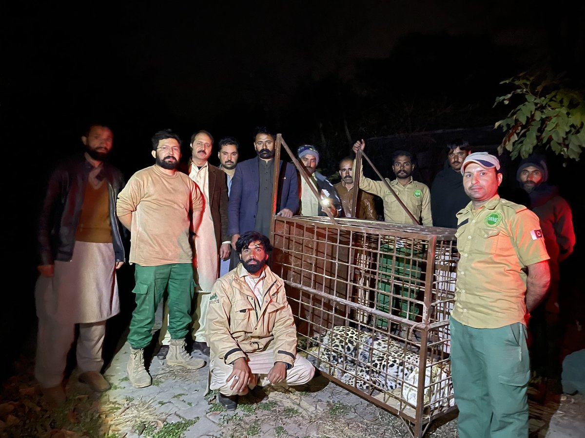 The lone male common leopard captured from DHA was sedated and brought safely to IWMB’s rescue &amp; rehab centre. The leopard is now awake &amp; roaming inside it’s enclosure. There were NO fatalities. Everyone is safe and sound! <a href="/WildlifeBoard/">Islamabad Wildlife Management Board (IWMB)</a> <a href="/ClimateChangePK/">Ministry of Climate Change, Pakistan</a>