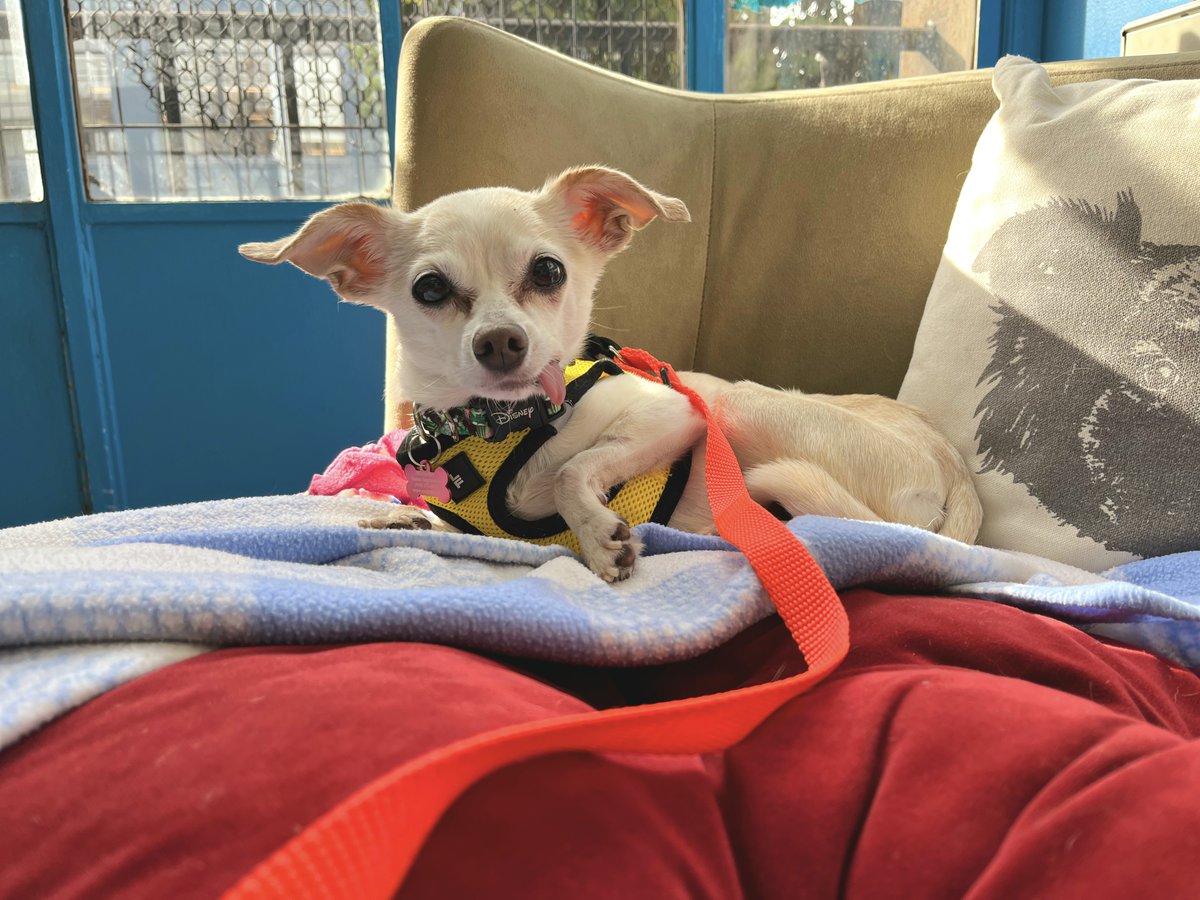 Muttville's tweet image. Who's at the end of that red leash? It's the girl with the beautiful tongue, Lillian! Just arrived, after trying to make her way as a stray in Dublin, we're so glad she's on warm blankets and a cushy chair! #Availablesoon at muttville.org