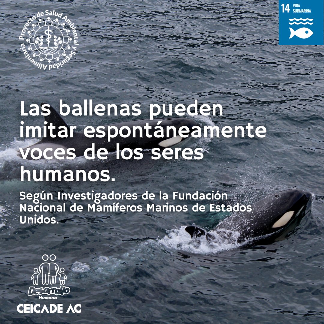 Día Mundial de las Ballenas
18 de Febrero

Las ballenas o balénidos (Balaenoptera musculus) son mamíferos pertenecientes a la familia de los cetáceos y habitan en los océanos.

#DíaMundialdelasBallenas #WorldWhaleDay #WhaleDay #PROSAM #CEICADE #FortaleceteMujer