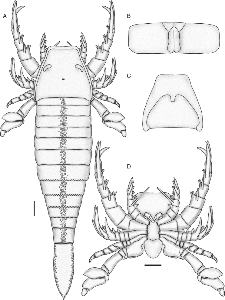 FossilBonanza's tweet photo. Pentecopterus decorahensis is so far the oldest known Eurypterid. This beaut was found in the Ordovician-age Winneshiek Lagerstätte in Iowa. The relatively derived structures suggest they may have arose during the Cambrian.
https://t.co/bM9WneDgIO
#EurypteridWeek #Paleontology https://t.co/ebN2ZJvapb