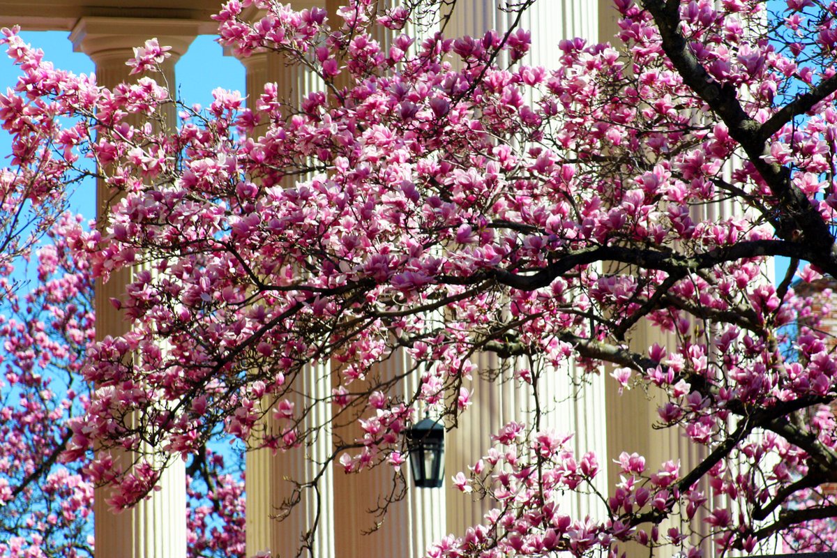 As we prepare to pause for Winter Break, Feb. 18-24, 2023, our saucer magnolia trees are in bloom in front of historic Smedes Hall, an annual late winter harbinger of the coming spring. Our campus is truly a garden spot of downtown #Raleigh! #saucermagnolias
