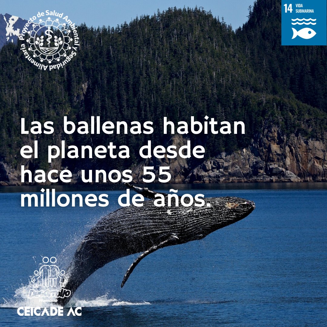 Día Mundial de las Ballenas
18 de Febrero

Cada tercer sábado de febrero se rinde homenaje al gigante de los océanos.

#DíaMundialdelasBallenas #WorldWhaleDay #WhaleDay #PROSAM #CEICADE #FortaleceteMujer