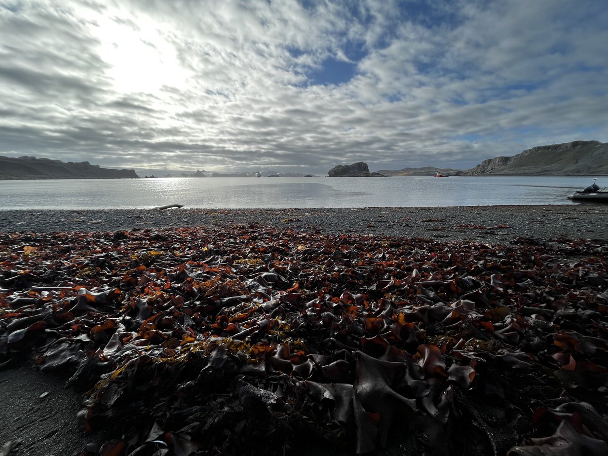 erasmomac's tweet photo. Otro día en la oficina-laboratorio antártico.
#ECA59 #CienciaAntarctica #Antarctica #CentroIdeal #UdeC #Inach #NucleoMash #CentroImar #Ulagos #Algalab #BahíaFildes #FildesBay #GlaciarCollins #KingGeorgeIsland #IslaReyJorge #PenínsulaAntarctica #AntarcticPeninsula https://t.co/WYx7ddkFtt