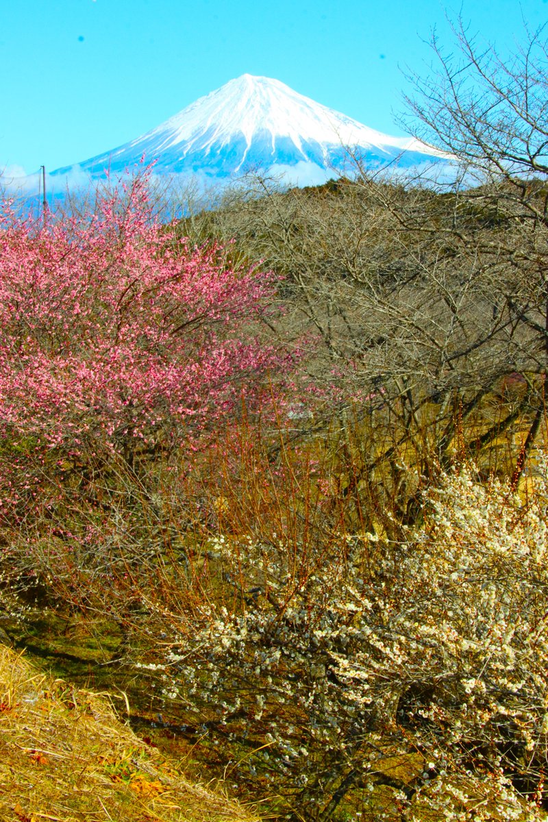 梅と富士山 ＃富士山