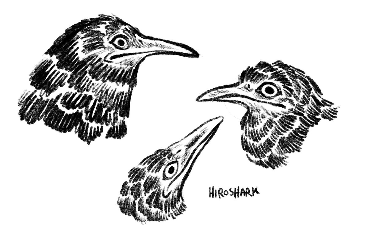 sketchy birbs 