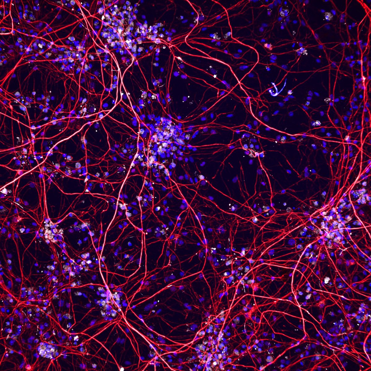 Heppner Lab tweet media