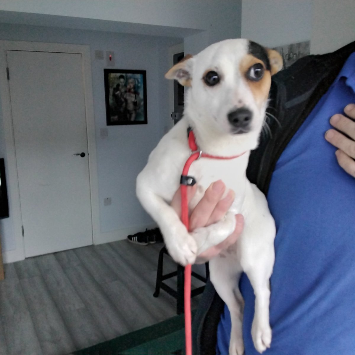 Please retweet to HELP FIND THE OWNERS OF THESE 2 STRAY DOGS found  #England South #London 

Found 
1 #UXBRIDGE  Terrier Cross Male 
2 #WESTDRAYTON   Jack Russell Female 

They could be missing from another region, please share widely. 

DETAILS 👇
lostdogsuk.co.uk/lost-dogs/
#dogs
