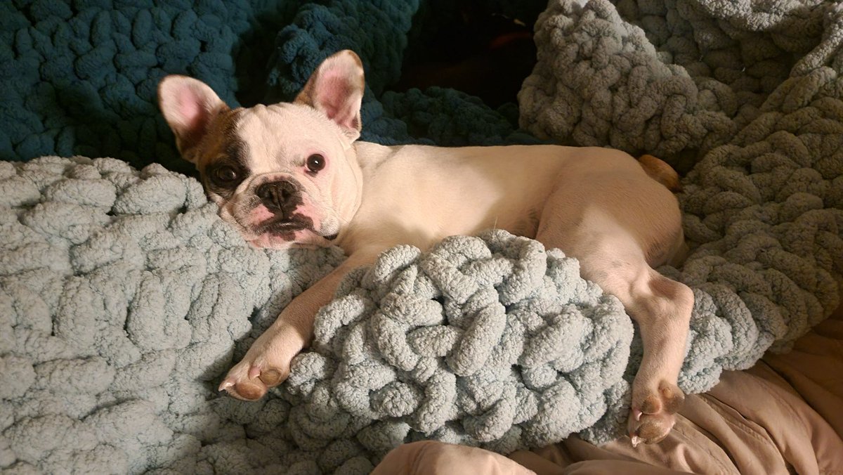 postgresconf's tweet image. The #callforpapers of Postgres Conference SV 2023 is closing!
Don't be a lazy frenchie, get your presentation in today.
postgresconf.org/conferences/SV…
#postgresconference #techconference #opensource #publicspeaking #thefutureispostgres @postgresworld
