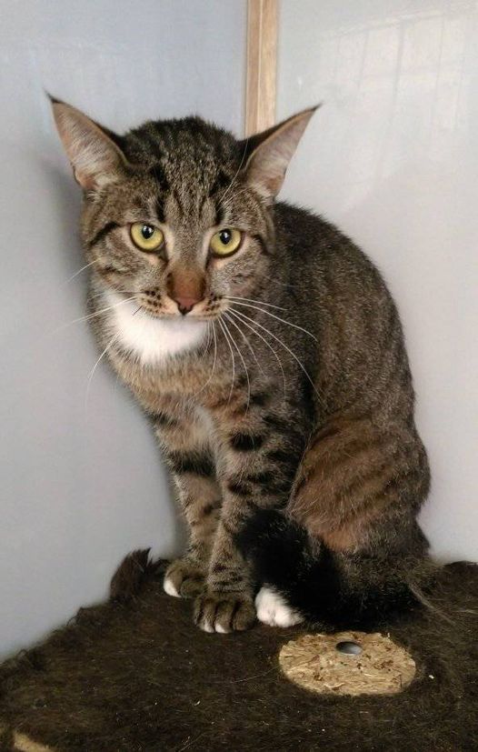 zverikivdar's tweet image. Москва и МО
Ищет дом КЕША.
Кеше около 2,5 лет. Полтора года он живёт на передержке. В отличие от своего пернатого тёзки, Кеша не разговаривает, но, кажется, понимает человеческую речь. И я не знаю, какими словами объяснить ему, почему никто им не интересуется и не забирает домой.