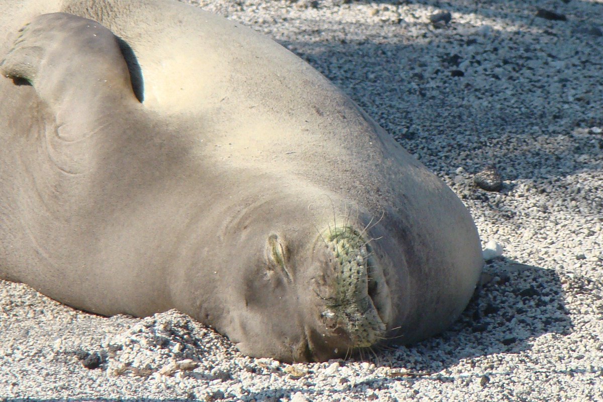 HIPacParks's tweet photo. You have our #SealOfApproval for making nap plans for the weekend. When you are all rested up, our national park partners in Hawaiʻi and American Samoa are waiting for you.
🦭
Monk seal photographed at #PuuhonuaoHōnaunau NHP.
🌞
#givethemroom #useyourzoom #monkseal #hawaiiparks https://t.co/kFjvSYDig1