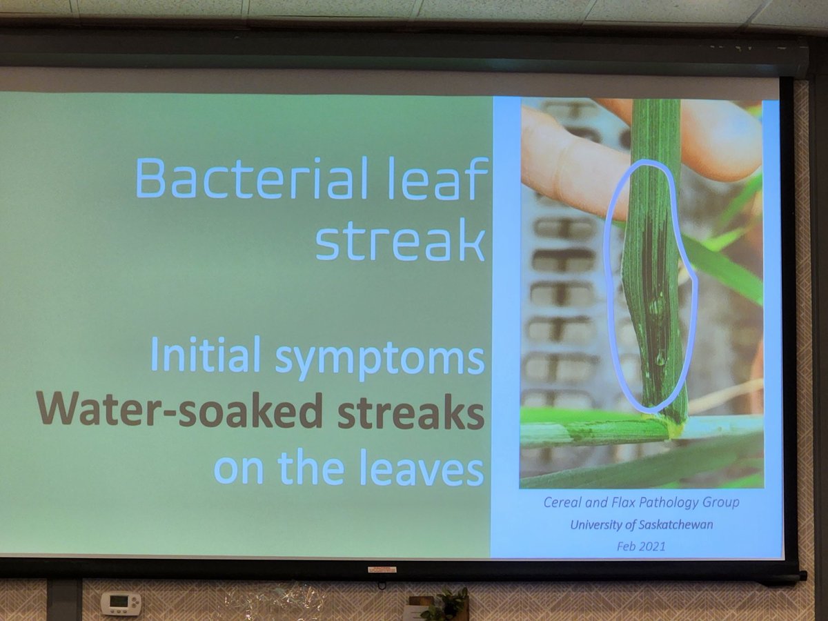 FarmingSmarter's tweet photo. Yikes! Bacterial leaf streak is on the rise in Alberta fields 😬.
Thankfully, @ConstanzaFleit showed us how to properly identify and report the problem at #FSConf23!
A big thank you to @chinridge for sponsoring this great session! https://t.co/9ay5ntxBbH