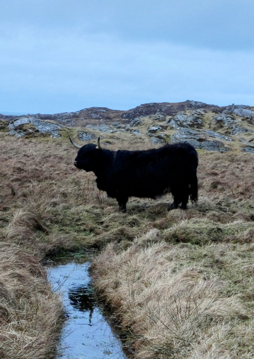 YPPsych's tweet photo. Reflective moment with #HighlandCoo at #BostaBeach
#TraighBhostadh ahead of the arrival of #stormotto

#GreatBernera #BeàrnaraighMor
#WesternIsles https://t.co/IERiAhULtk
