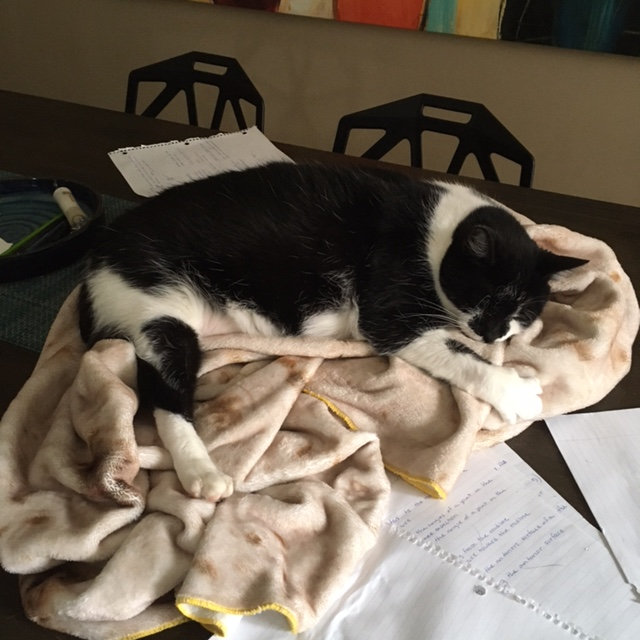 Tina Klein Walsh @tkleinwalsh@mastodon.social tweet media