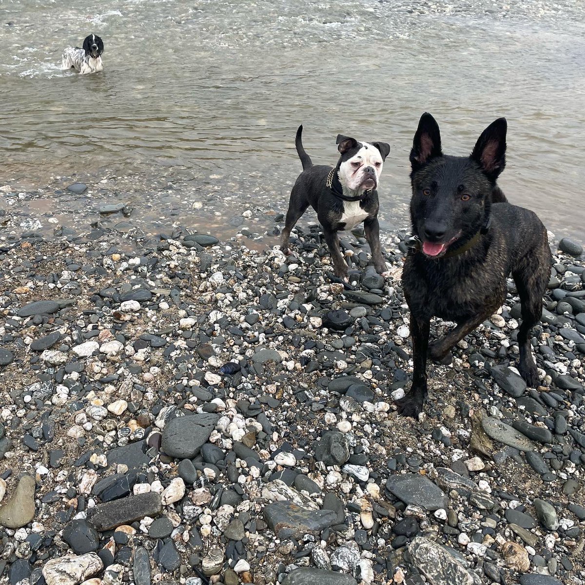 He wins the ball, every single time. And that’s the face of a dog who knows he’s gonna win the ball every single time.