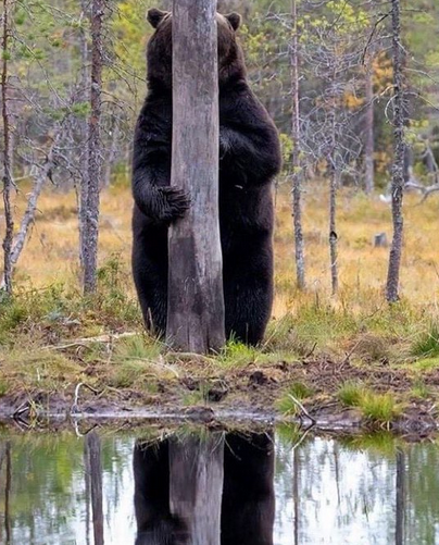 timmic's tweet photo. Anyone else see what I'm seeing?

pic credit Buitengebieden

· https://t.co/8zTm0pk2la