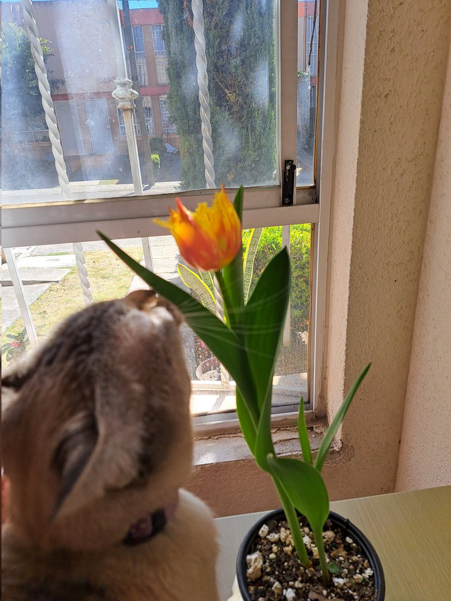 Mi primer 🌷 🥰