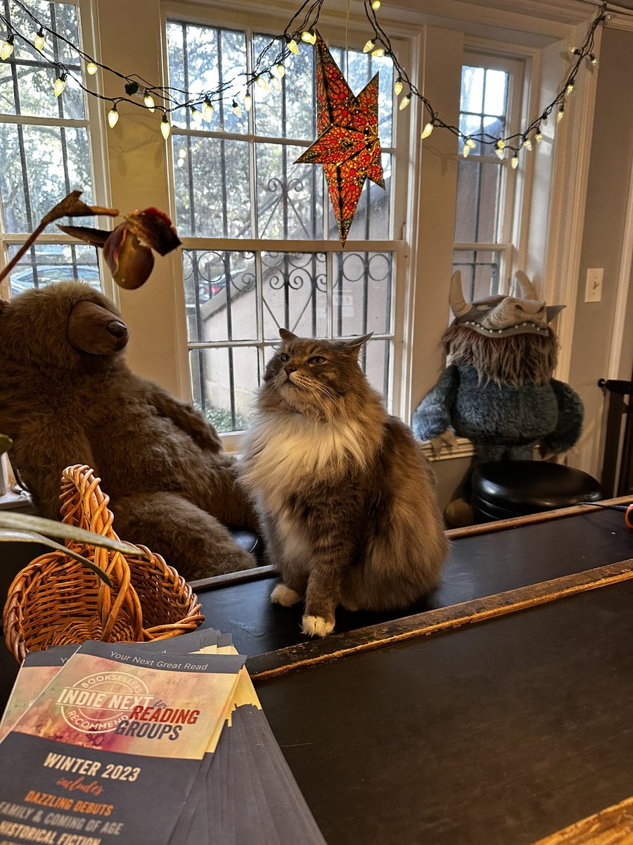holamanda's tweet photo. @coolmom42069 not my cat but look at this regal creature at E Shaver Booksellers in Savannah, GA!!!! https://t.co/fcKa2pT2xV