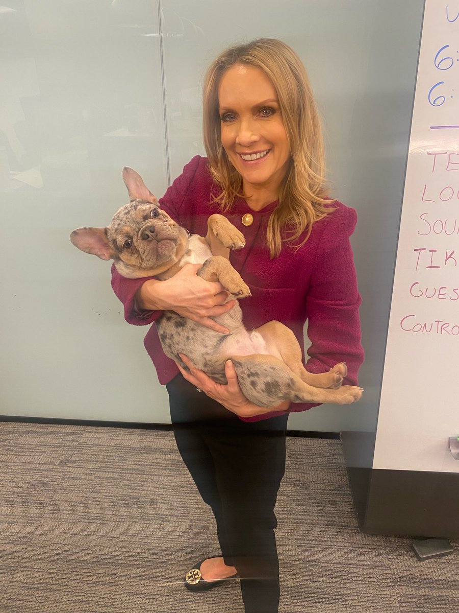 DanaPerino's tweet photo. Oh Gus you wittle baby!! ⁦@greggutfeld⁩ has a wonderful puppy https://t.co/jAlU7bwPF2