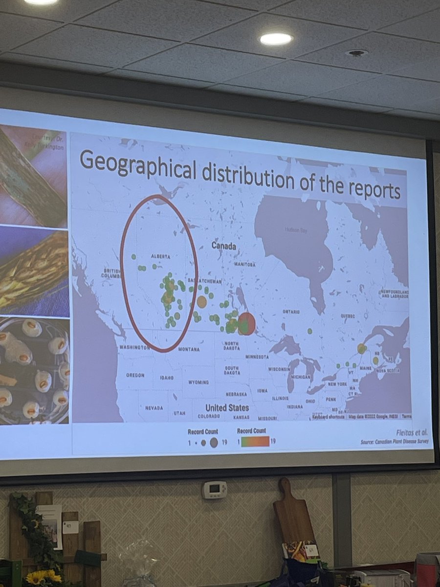 FPGenetics's tweet photo. María Constanza Fleitas @ConstanzaFleit presented some great information today @FarmingSmarter on #bacterialleafstreak and properly identifying and reporting the problem #FSConf23 #WestCdnAg #cerealseedexperts https://t.co/WZAAbLrj70