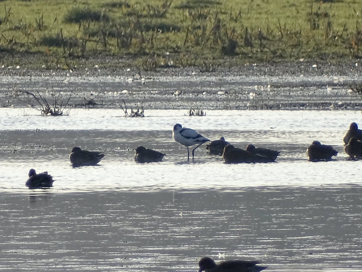 Nice to see the short-staying Avocet, the long-staying Siberian Chiffchaff (with with five or six Common Chiffchaffs), and my first Oystercatcher of the year in Oxford at a quite spring-like Port Meadow earlier this week.