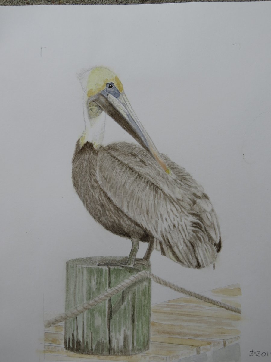 Caricatecture's tweet photo. A rescued pelican for you that lives at the bird sanctuary!  
#ThrowbackThursday #watercolourpainting #birds #Pelicans #SupportHumanArtists #protectwildlife #newmarketgroupofartists #yorkregionarts #caricatecture https://t.co/rASjzo3brm