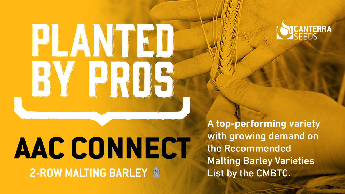 canterraseeds's tweet photo. #AACConnect 2-row malting barley is a high performer for Canadian farmers! Read more about its spot on the @canadianbarley Recommended Malting Barley Varieties List and find a seed grower near you: https://t.co/46z158LWkj https://t.co/9e84yKmYY6
