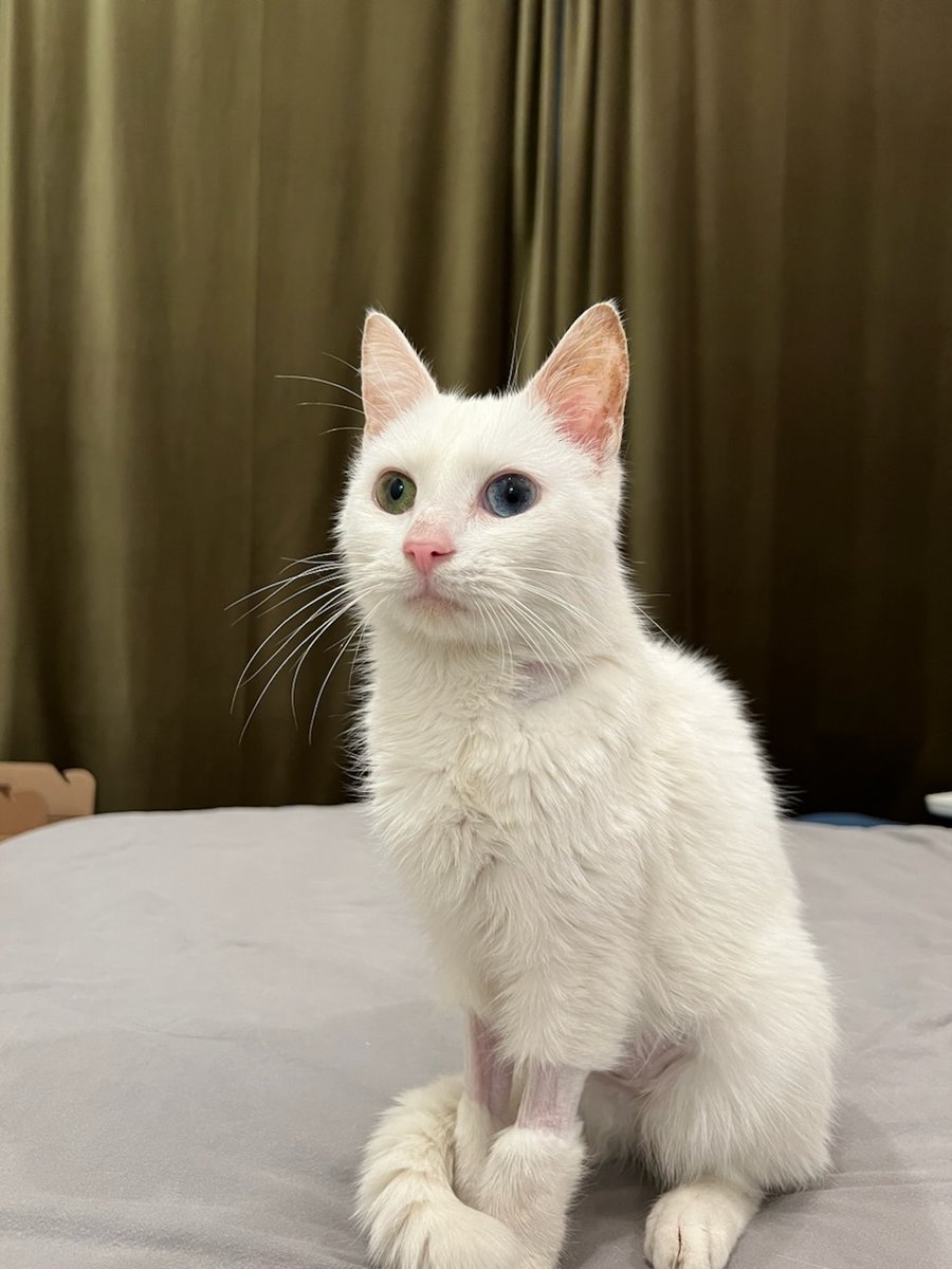 Providence_AC's tweet photo. Remember Snowball, our #ACCTtoPAC medical case. He has been adopted & we've received an update that he's "adjusting well in his new forever home"! We know Snowball's grateful for the love he received from our staff & community. We wish him & his family the best! #ThankfulThursday https://t.co/R3N3UOHNwm