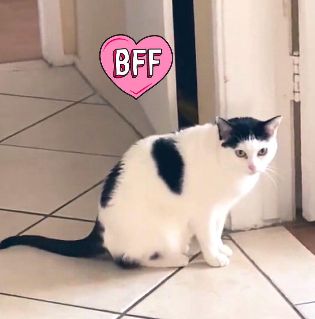 TheCatsMeowInc's tweet photo. Every Thursday we tweet Elizabeth Taylor in #LosAngeles who has been overlooked for adoption for 7 years because she’s shy

She’s still waiting for a
#foreverhome 🏠❤️🐾

#forgottensoulshour #cats #AdoptDontShop #CatsOfTwitter https://t.co/37PBcVHg2i