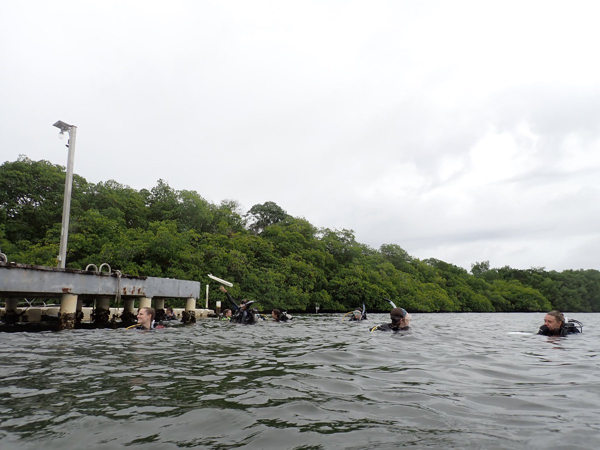 lily_hasshaw's tweet photo. To get to know the structure of the seagrass beds outside of STRI, our Tropical Marine Ecology class with @MangroveMatt collected data on blade length, width, and % cover at different depths. We saw that % cover decreased as depth increased likely due to less ☀️! #3Cs43 https://t.co/8966UoonLc