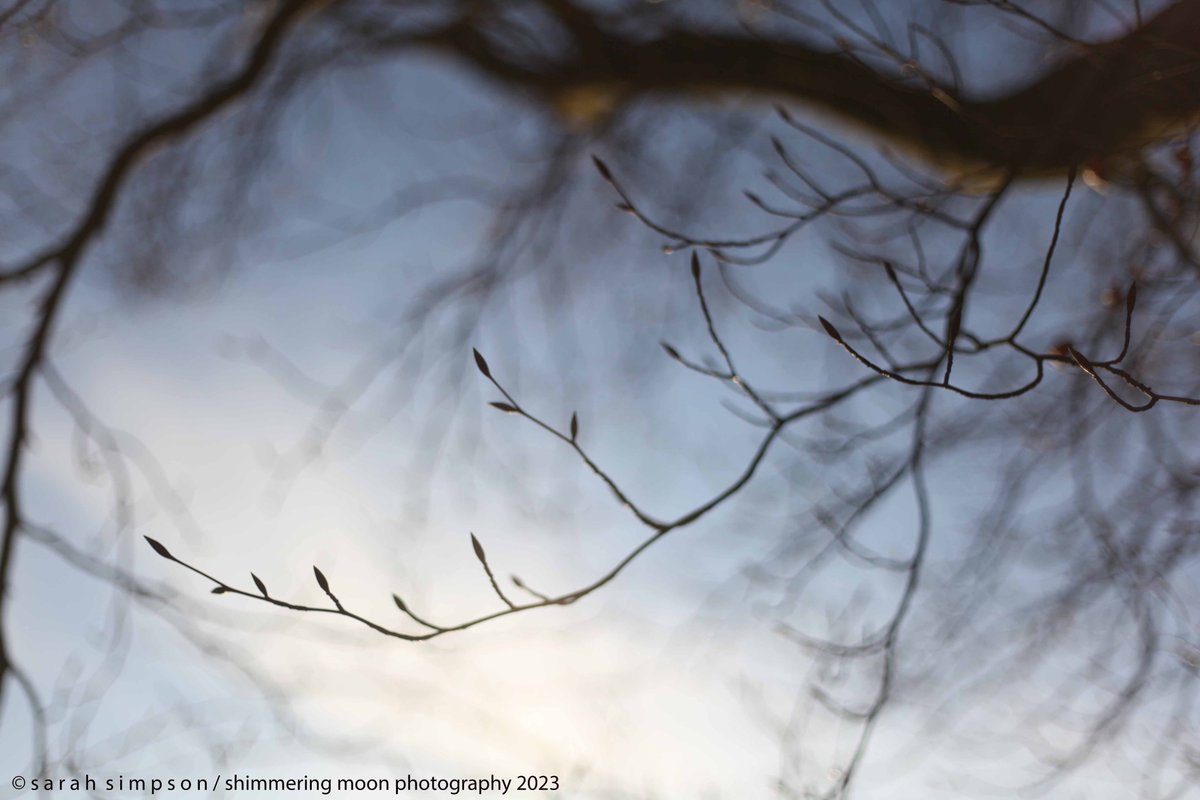 ShimmeringMoonPhoto tweet media