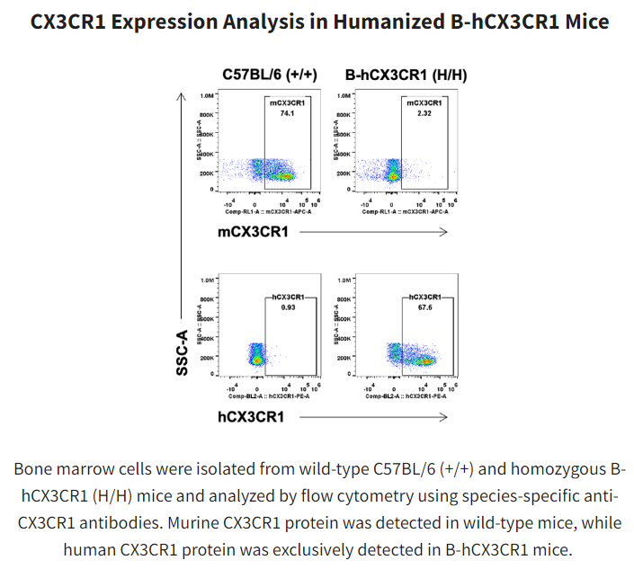 Alterations in G protein-coupled receptor (GPCR) signaling are associated w/ immune dysregulation& cancer progression, making GPCRs attractive drug targets. Check out our B-hCX3CR1 mice: biocytogen.com/products/human… #mousemodel  #gpcr #humanizedmodel #geneediting #genetargeting