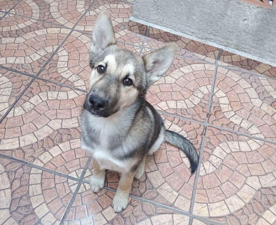 Comparto texto y fotos que me comparte <a href="/PoluxStardust/">Luz Maria Islas</a>:

“Hola, soy Kaiser y tengo aproximadamente 7 meses, por alguna razón que no entiendo me separaron de mi mamá para llevarme a la calle junto con uno de mis hermanos y ahí pasamos mucho frío y hambre, pero al menos nos
