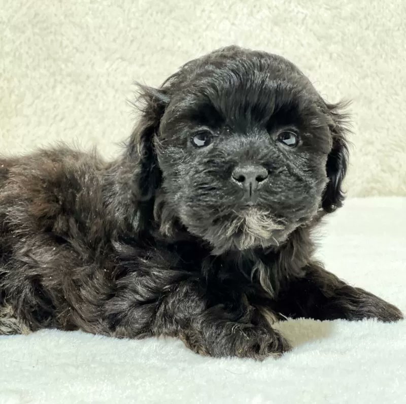PuppyPawPost's tweet photo. Allan is excited to join your family! https://t.co/pFkx2uBSpn