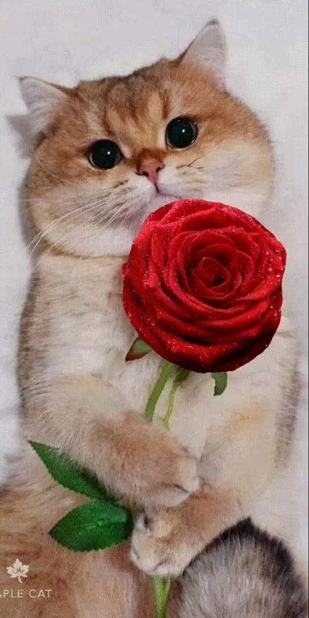 sesamo401's tweet photo. @cafemartiano @rmandoVersos @DiazCanelB @FrankCuba2021 @julioacosta1701 @LolaVid @agnes_becerra @CamilaGzlez34 @Giselle15080805 @AdrianaRojasQba @YanetDCuba2020 @yordanyhabana @ICuba15 @ElbaBallate @RusiaBencomo @LanzadorZ @BauzaCuba @MaraSil46 @MariaSilviaRan2 @OmarMG31685418 @AdrinMartnezGo1 @Diego141987 @lia_gja3032019 https://t.co/8sXRAObnK2