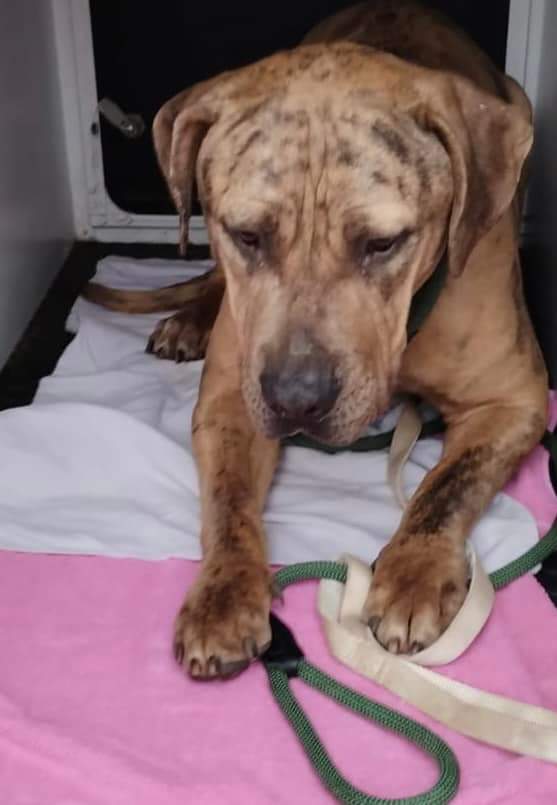 MissingPetsGB's tweet photo. #founddog This boy was found near the Chatham/Maidstone border today 16/2/23. Please call on 01634333333 if you have any information on him Reference 23/01025/STDO 
https://t.co/OZgBho0HJY https://t.co/mUZ8XiRUNl