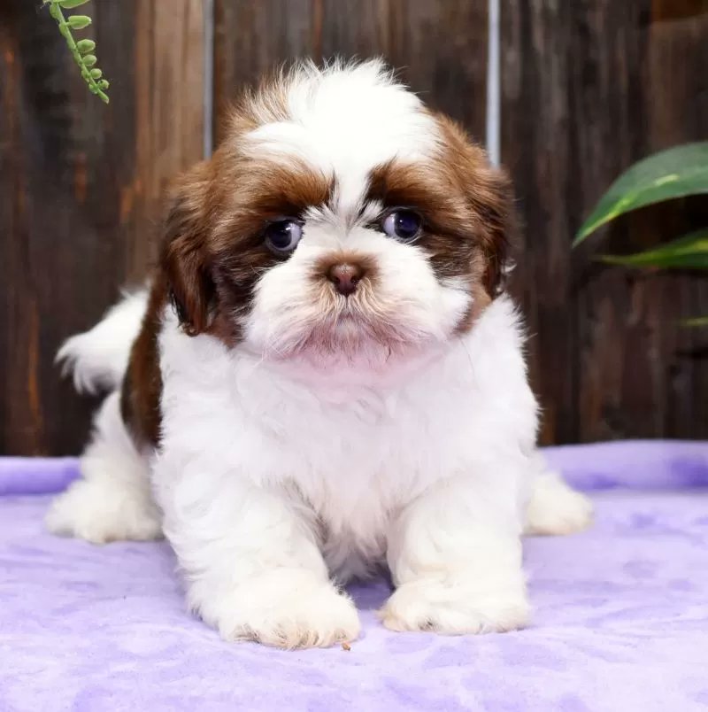 PuppyPawPost's tweet photo. How adorable is Fiona? https://t.co/Wl1berK77s