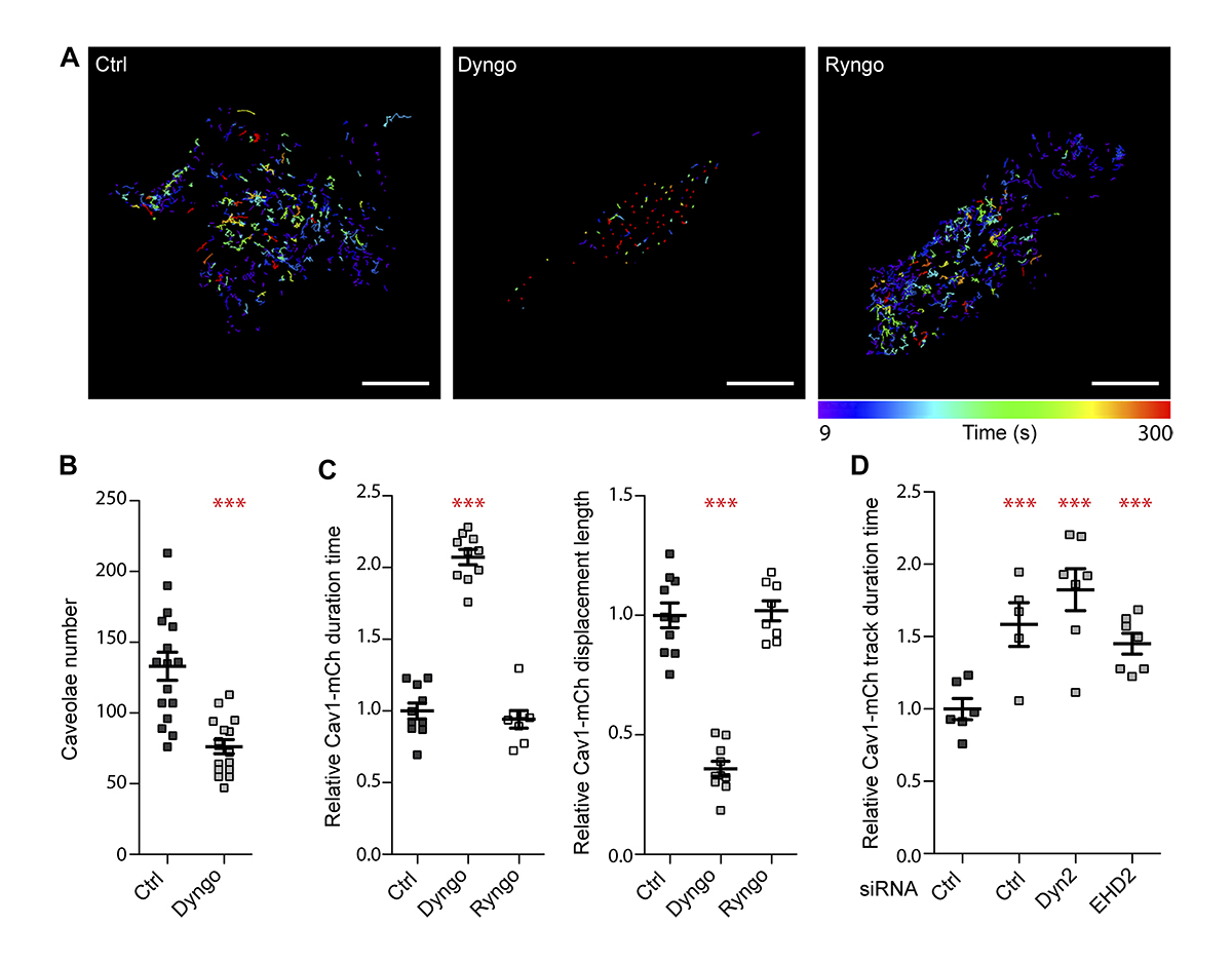 JCellBiol's tweet photo. Image: the stabilization of #caveolae by Dyngo 4a is independent of Dynamin2. Larsson, Lundmark et al. @umeauniversity show that Dynamin2 functions as an accessory protein to reduce the rate of caveola internalization: https://t.co/Gq90AFCq3I

#endocytosis #dynamin https://t.co/2tnlYyvHzU