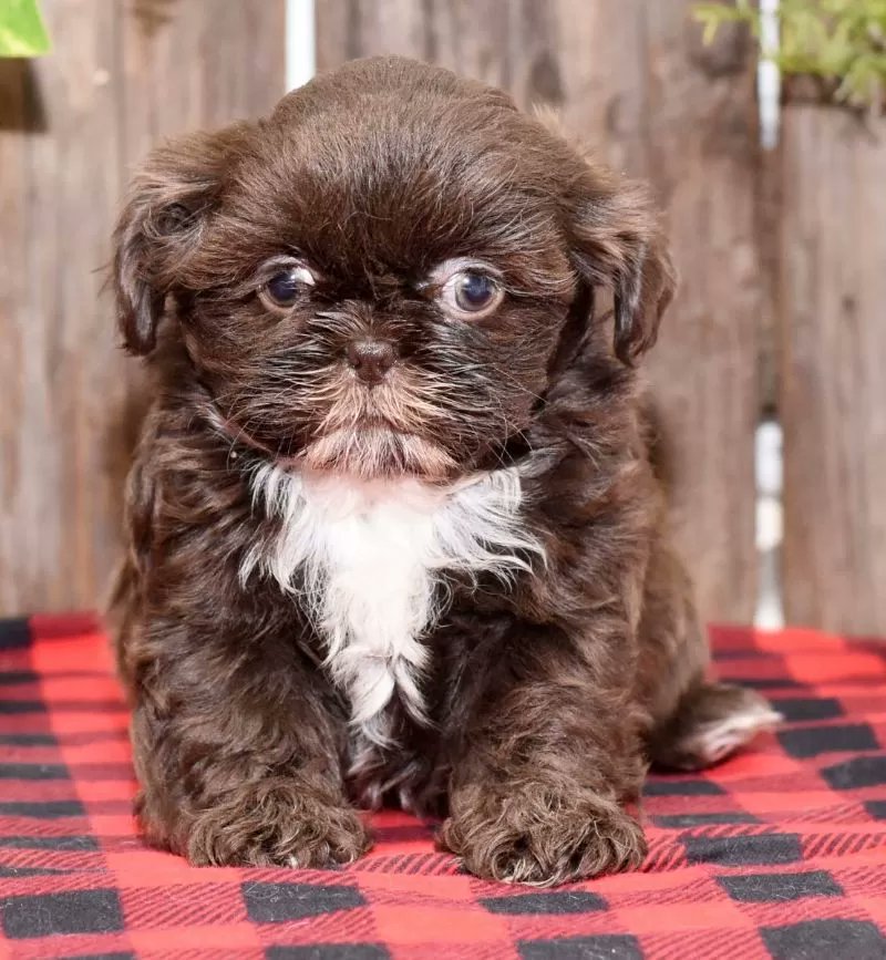 PuppyPawPost's tweet photo. Dixie is ready to join her forever family! https://t.co/MGOvyBKhRa