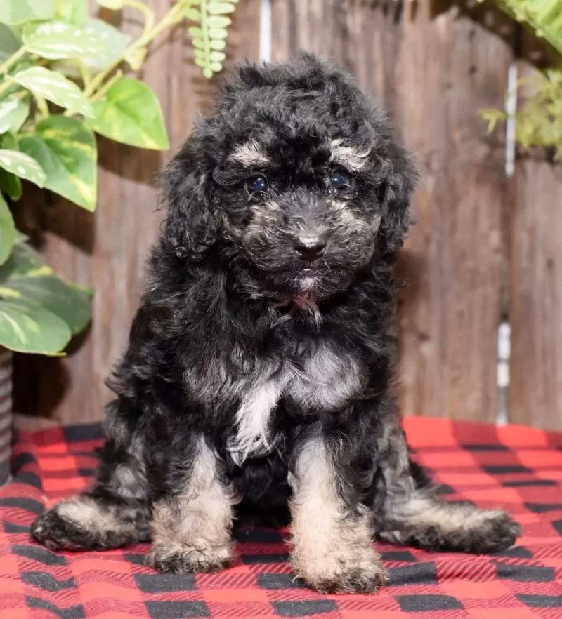 PuppyPawPost's tweet photo. I'd love everyone to meet Faith this Toy Poodle puppy! https://t.co/c9IvFUe5Iw