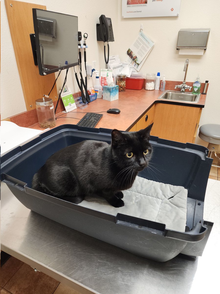 ParisTheBlackC1's tweet photo. Someone went to the doctor today. Just a quick check up @Banfield she did so well and weighed in at 8.8lbs. #veterinarian #banfield #CatsOfTwitter #CatsLover #CatStar #cats #meow #kitten #petdoctor #paristheblackcat #StayClassC https://t.co/yfyaXqrzil